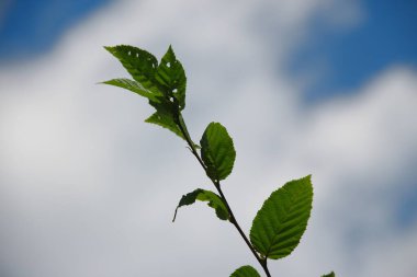 Temmuz 'da bahçede fındıklı yeşil yapraklar