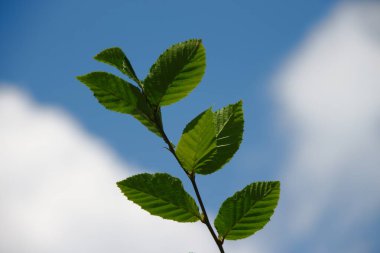 Temmuz 'da bahçede fındıklı yeşil yapraklar
