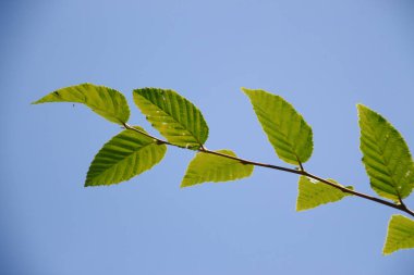 Temmuz 'da bahçede fındıklı yeşil yapraklar