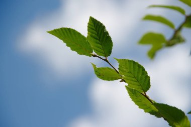 Temmuz 'da bahçede fındıklı yeşil yapraklar
