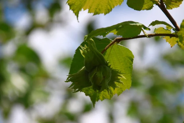 Groene Bladeren Van Hazelnoot Hazelnoot Tuin Juli — Stockfoto