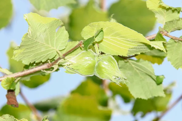 Groene Bladeren Van Hazelnoot Hazelnoot Tuin Juli — Stockfoto