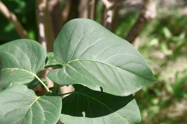 Folhas Verdes Lilac Jardim Julho — Fotografia de Stock