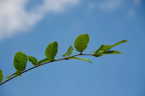 Zelené Listy Lískových Oříšků Zahradě Červenci — Stock fotografie