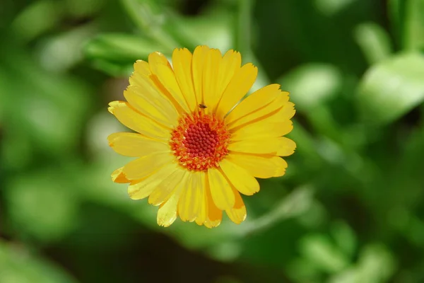 Flores Amarelo Vermelhas Jardim Julho — Fotografia de Stock