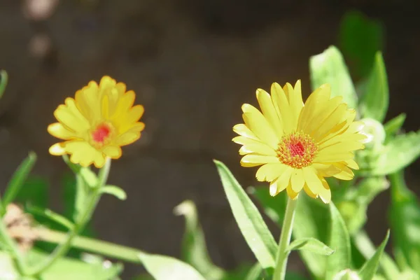 Fiori Giallo Rossi Giardino Nel Mese Luglio — Foto Stock