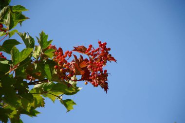 Temmuz 'da yol kenarında kırmızı viburnum çilekleri