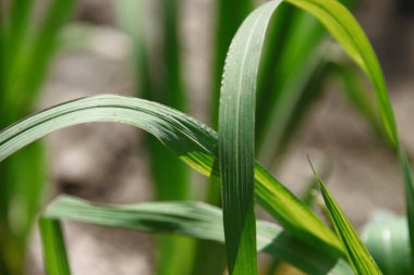 Tarlada yeşil yapraklar