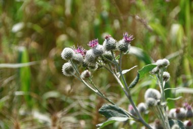 Mor dulavrat otu ve yol kenarında yeşiller.