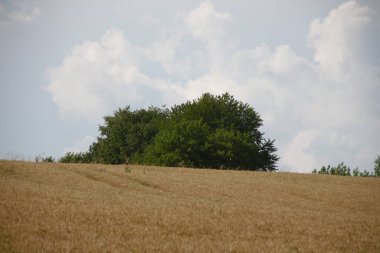Ormanın yakınındaki dağın altındaki buğday tarlası.
