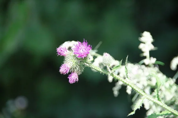 Fialové Lopuchu Zeleně Silnice — Stock fotografie