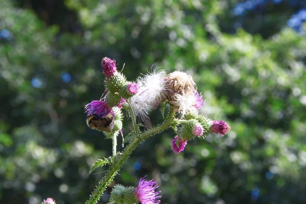 Purple Burdock Greens Road — Stock Photo, Image