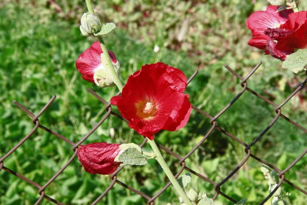 Brotes Flores Rojas Cerca Carretera — Foto de Stock