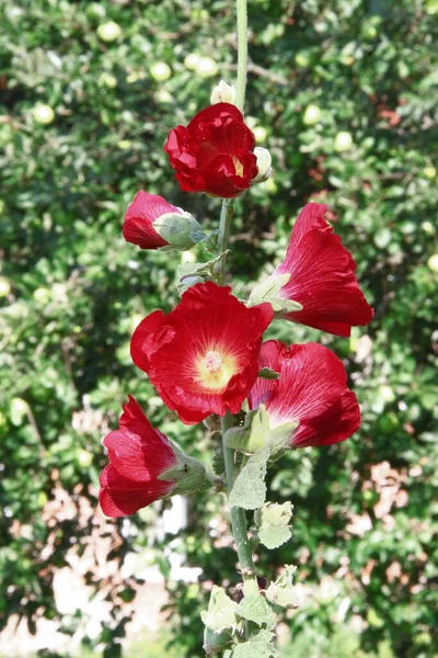 Κόκκινα Μπουμπούκια Λουλουδιών Κοντά Στο Δρόμο — Φωτογραφία Αρχείου