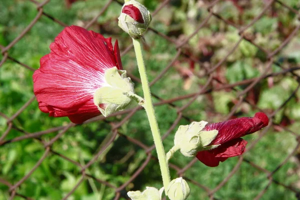 道路の近くに赤い花の芽 — ストック写真