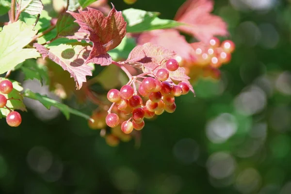 Rote Trauben Von Viburnum Beeren Der Nähe Der Straße Juli — Stockfoto