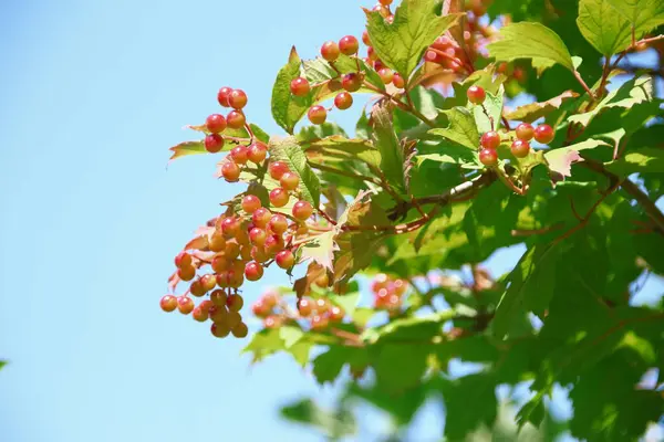 Camarões Vermelhos Bagas Viburnum Perto Estrada Julho — Fotografia de Stock