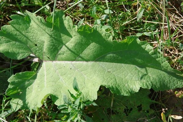 Zielone Liście Roślin Polu — Zdjęcie stockowe