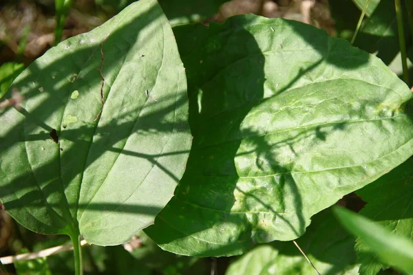 畑の植物の緑の葉 — ストック写真