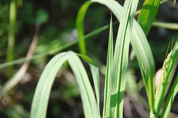 田间植物的绿叶 — 图库照片
