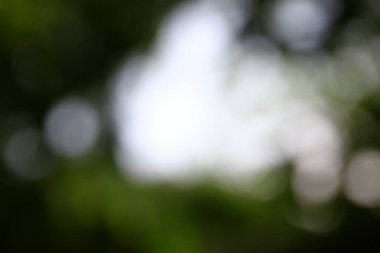 Orman arka planında güneş ışınları var