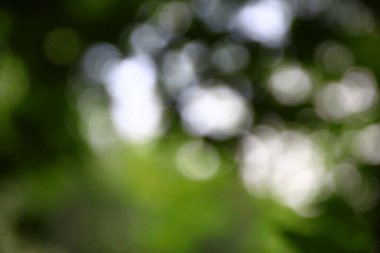 Orman arka planında güneş ışınları var