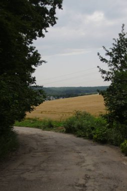 Ormanın yakınındaki buğday tarlası ve tepeler