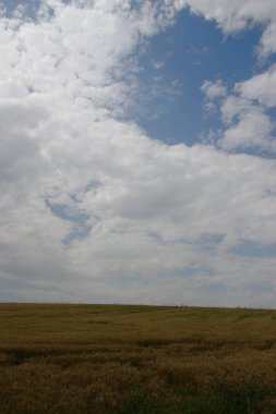 Ormanın yakınındaki buğday tarlası ve tepeler