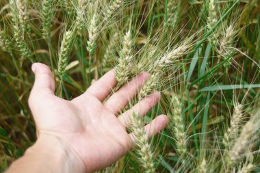 Ormanın yakınındaki buğday tarlası ve tepeler