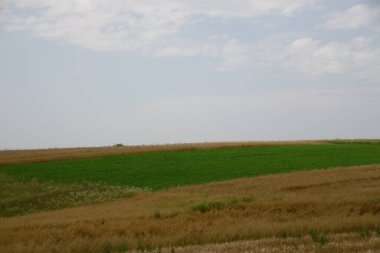 Ormanın yakınındaki buğday tarlası ve tepeler