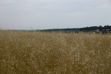 Ormanın yakınındaki buğday tarlası ve tepeler