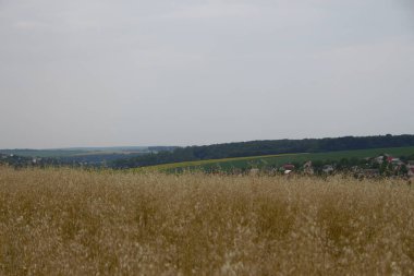 Ormanın yakınındaki buğday tarlası ve tepeler