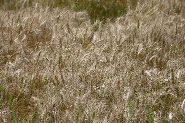 Ormanın Yakınındaki Buğday Tarlası Tepeler — Stok fotoğraf