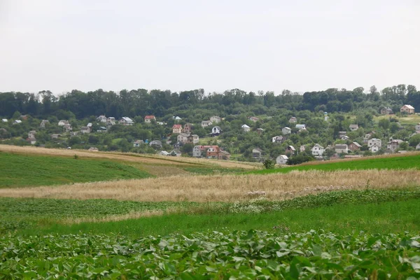 Campo Grano Colline Vicino Alla Foresta — Foto Stock