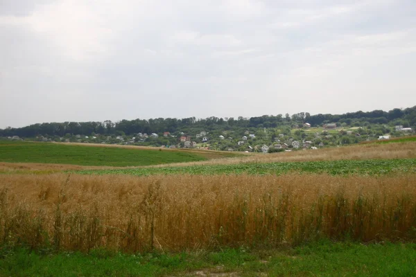 Champ Blé Collines Près Forêt — Photo