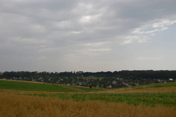 Pšeničné Pole Kopce Blízkosti Lesa — Stock fotografie