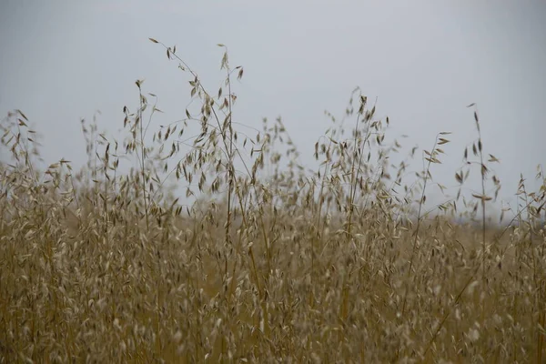 Campo Grano Colline Vicino Alla Foresta — Foto Stock