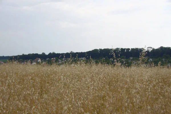 Champ Blé Collines Près Forêt — Photo