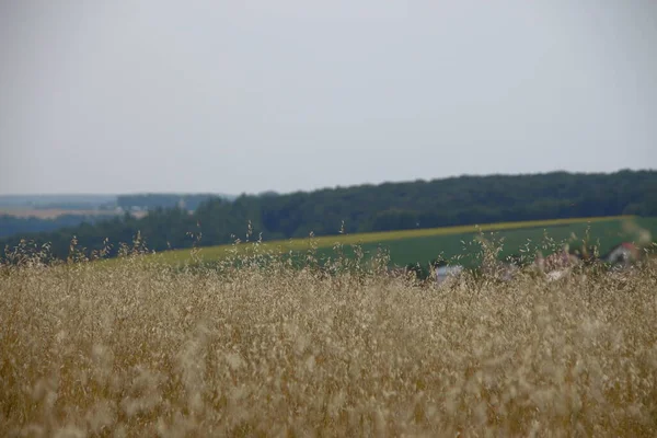 Pole Pszenicy Wzgórza Pobliżu Lasu — Zdjęcie stockowe