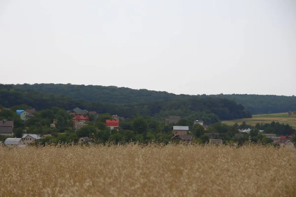 Пшеничне Поле Пагорби Біля Лісу — стокове фото