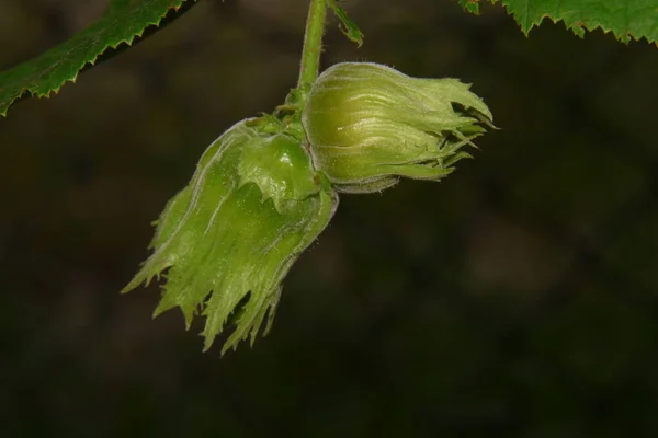 Grön Hasselnöt Trädgården Och Gröna Blad — Stockfoto