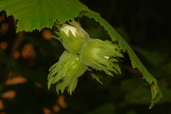 Grön Hasselnöt Trädgården Och Gröna Blad — Stockfoto