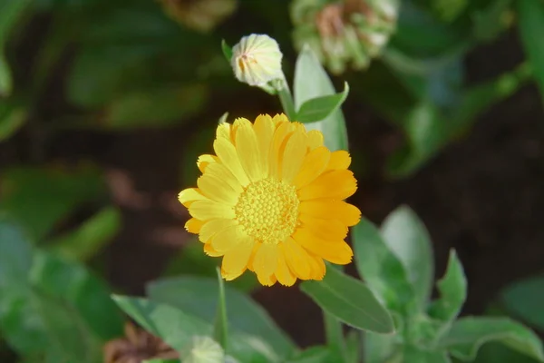 Pequena Flor Amarela Jardim Perto Floresta Julho — Fotografia de Stock