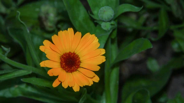 Μικρό Κίτρινο Λουλούδι Στον Κήπο Κοντά Στο Δάσος Τον Ιούλιο — Φωτογραφία Αρχείου