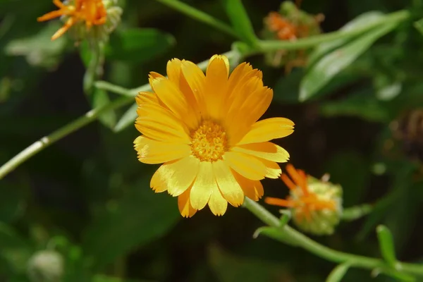 Malá Žlutá Květinka Zahradě Lesa Červenci — Stock fotografie