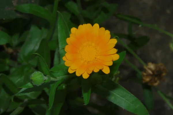 Petite Fleur Jaune Dans Jardin Près Forêt Juillet — Photo