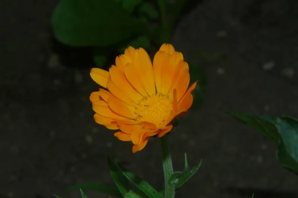 Petite Fleur Jaune Dans Jardin Près Forêt Juillet — Photo