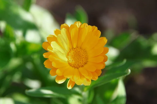 Mały Żółty Kwiat Ogrodzie Pobliżu Lasu Lipcu — Zdjęcie stockowe