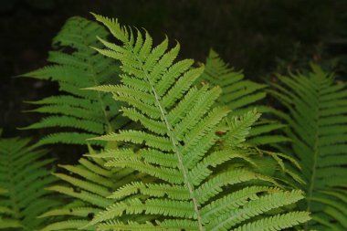 Temmuzda çiçek bahçesinde güzel yeşil çimen filizleri