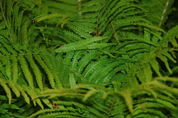 Belles Pousses Herbe Ornementale Verte Dans Jardin Fleurs Juillet — Photo